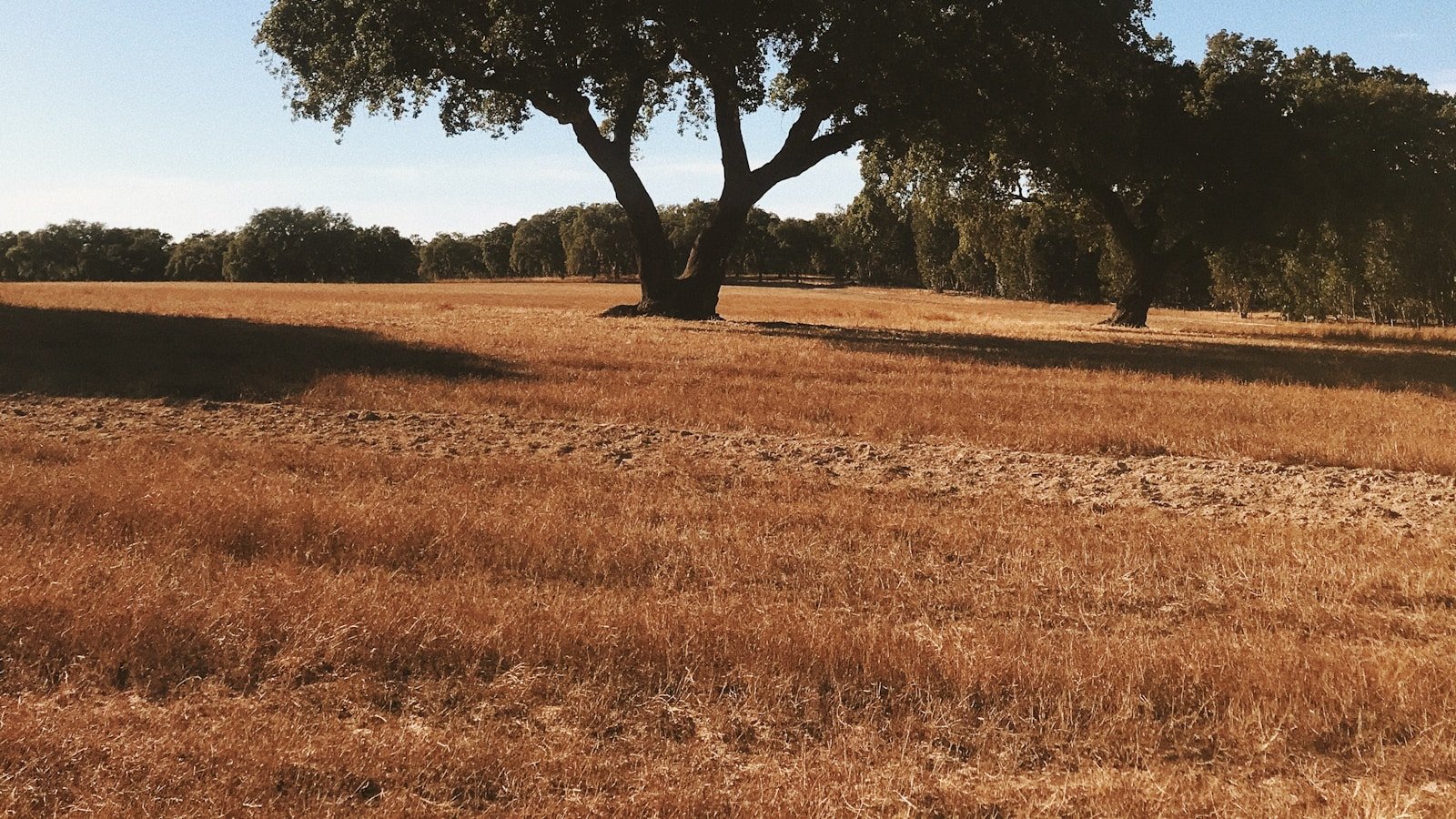 A single cork oak standing in the dry plains of the Alentejo
